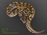 Woma yellow Belly - 